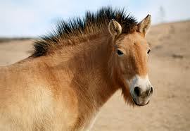  A Przewalski's Horse, even though they're wild but they are just so beautiful. of a Fjord. of a massive 17.2hh gentle giant cob :) I don't mind if they are a mare of a gelding, and it would be called something in Icelandic :) Yeah I weird :P x