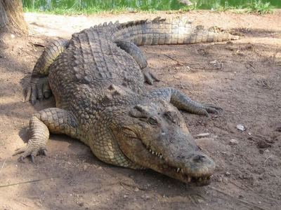  I 愛 CROCODIES!!!!!! i know everything about them scince i was 4 years old! im crazy for crocodiles U OWE ME リスペクト