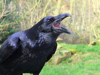  I like Ravens, Crows ,Magpies, any type of black birds. They're so magestic and ominous. I can't help but smile whenever i see a flock of black raptors flying overhead.