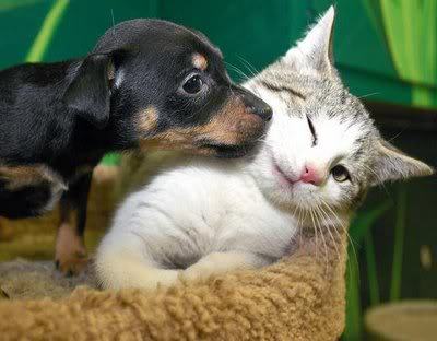 my puppie trying to kissmy kitty and she ant havenin it LOL hope u like if so who ever dose add me plzzz