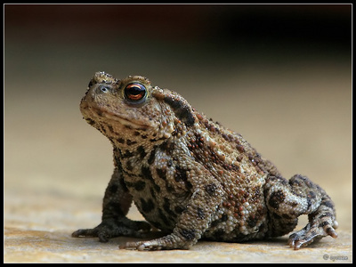  Common Toad