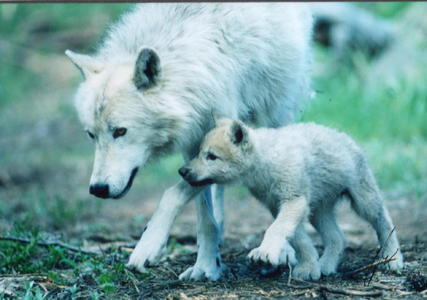  Ok then :) I tình yêu this picture, it's adorable! It's an Artic chó sói, sói mom with her baby <3