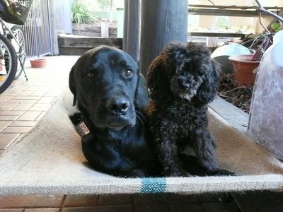  i've never liked shih-tzu's, there nose is a bit too squished for me, no offence, I just don't like them. I love my dogs better (Left is Great Dane X rottweiler X Anatolian Shepherd; Right is Toy/Miniature Poodle) For those who do not know what an Anatolian Shepherd is, read this: http://animal.discovery.com/breedselector/dogprofile.do?id=2350