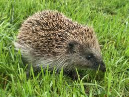  hedgehog i took some quizes and they all had differnt ansews but most of the expland how i was like that animal and the hedgehog sonded most like me
