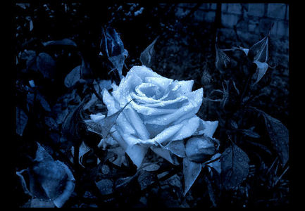  A blue rose: