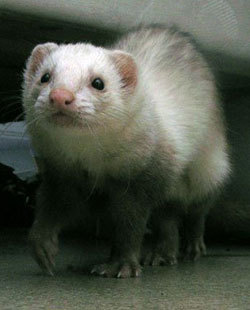  I don't know, I've never had one, but my cousin Linda, were she worked they had ferrets there, and this is what she told me: She zei that they are very playful animals and that they are also very affectionate. She zei that its kind of wierd though because u can bend them funny because of they're tube shaped bodies and you'd think it hurt them, but they just look at u like, "Is it SUPPOSE to hurt of something?" I've also heard though that they are smelly, but that's only because they're related to skunks, so when they go to mark their territory, the smell that comes from their scent glands smell bad to us. But u can get their scent glands removed door a vet of something if u want. I know, it's a little gross to talk about. Anyways, I've also heard though that they can sometimes turn on u and bite. I asked my friend Meranda, who has owned up to three of four total if this is true. She told me that her first fret was really sweet and would curl up in her bed with her, but the seconde one that she got was pure evil and would bite u and be mean all the time. The one she has now she zei though is nicer and likes to hide her things around her room! So, basically, I guess it depends on the fret and what his of her personality is like. I hope this has answered your question.