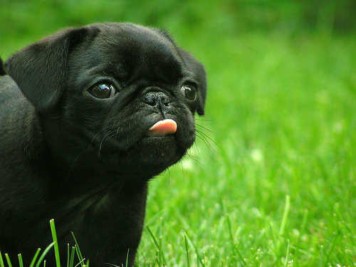  id be a pug named SNOOKI!!!!(like snooki from jersey shore) lol im getting one and im going to name it that <33