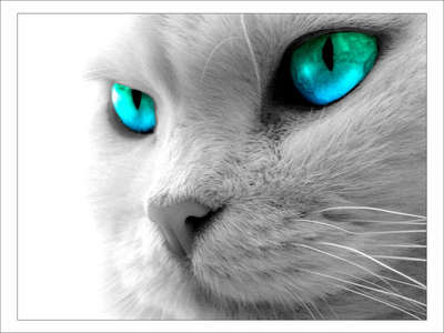  Blue-eyed cat:
