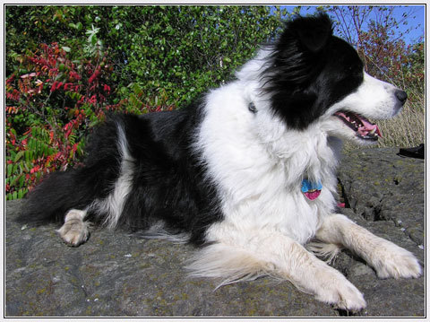  The Beautiful Border Collie.....