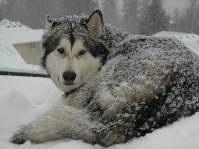  I would probably be a Siberian Husky. Why? Because i'm big, fluffy, and I like to play in the snow^^
