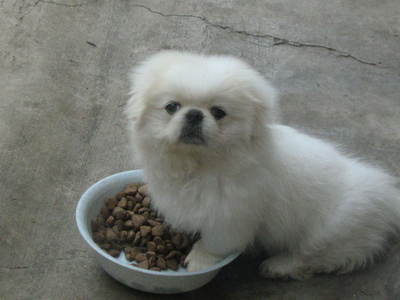  has to be a pekinese.. they are adorable and friendly just like me.HEHE
