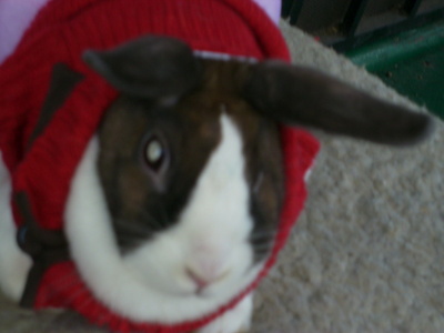  my fat rabbit peeky ♥♥◕‿◕♥♥ :)♥♥◕‿◕♥♥