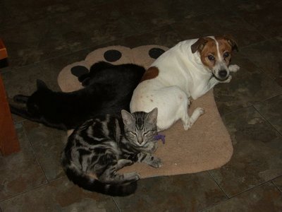  I have 3 狗 and 7 猫 and two 马 but i will only post this one of meg the dog and silver and mimi the black cat!