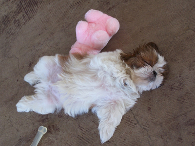  I would be a little fluffy funny friendly and sleepy shih tzu :P
