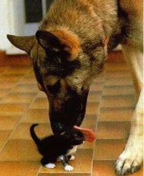  A German Shepard <3 i পোষ্ট হয়েছে this pick cause its so cute :D