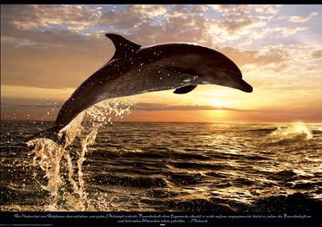  I would like to be a dolphin. I pag-ibig dolphins coz they are independent and free in beautiful blue and open ocean. I pag-ibig WATER!!!!