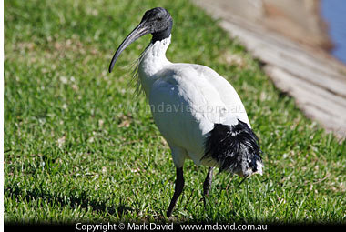  A wild loại hạc ở ven hồ, ibis fleeing the drought - bởi sheltering in the city of Sydney