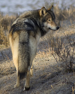  Riley in serigala, wolf forum