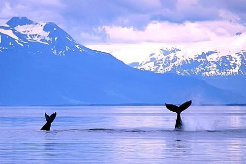  Alaska's got whales, if Percy gets there...