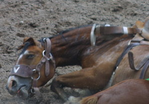  Injured horse at Cheyenne Frontier Days rodeo