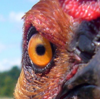  the evil chicken eye