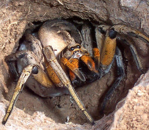  nicki con nhện, nhện friend