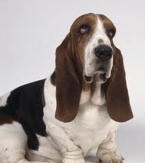 And this is what i look like when i wake up on a monday morning! (the picture is actually of a basset hound. but i can compare my face to that on the first day of the week.)
