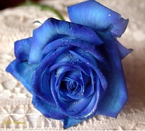 There were probably more blue roses in lady prudences house than there were bricks to make her house!