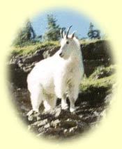  The Capricorn goat.