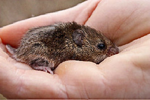  The rare oldfield topo, mouse - rediscovered in North Carolina