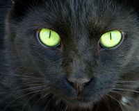  Species: Cat Breed: she's just a black, mutt cat. Age: 3 Gender: Female Colors: Black Name: Lucky Eye