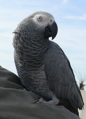  Species: Bird Breed: Gray nuri, burung nuri Age: 6 Gender: Male Colors: Gray Name: Loki Eye color: Gray Personal