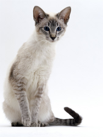  Species: cat Breed: Traditional siamese Age: 1 Gender: female Colors: lynx point Name: Kichi We