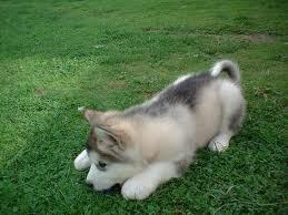  Species: Dog Breed: Malamute Age: 5 (in dog years) Gender: Female Colors: Depicted in picture below N