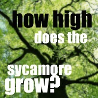 How high does the sycamore grow?