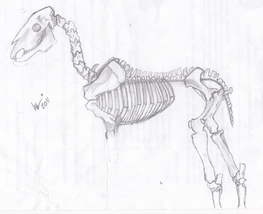  Unfinished Skeleton Horse XD (c) Me