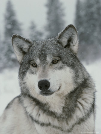  (Imma tham gia and be a grey wolf. His name is Storm) Storm was following the scent of fox. It was stron