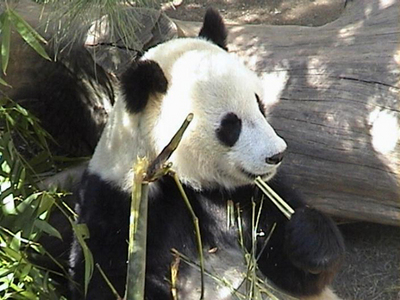 n0. 49 panda bear at San Diego zoo       no. 50 Dr. Spencer Reid (from Criminal Minds)!