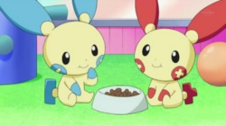 I had a double battle with a friend of mine. It was her Plusle and Minun named: "Optimus" and "Prime"