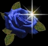 blue rose
