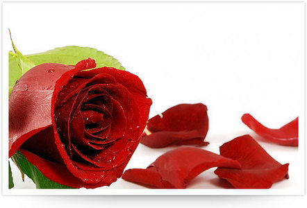  I pag-ibig roses.. ♥