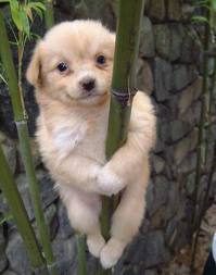 So cute... bamboo dog.