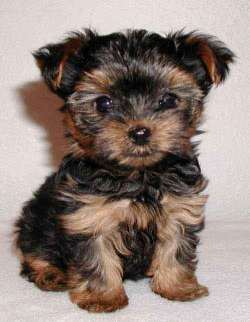 cute yorkshire terrier :)