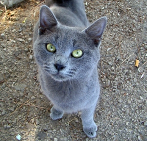  Can I be the Med-cat Swallowheart - Blue/gray she-cat with green eyes