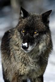 Bildergebnis fÃ¼r dark brown wolf