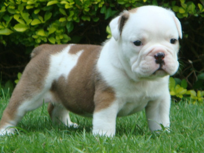 bulldog pup <3