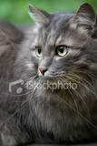  oh here is my other cat Moondust warrior/former med cat but quite she-cat 2 years old looks-pi