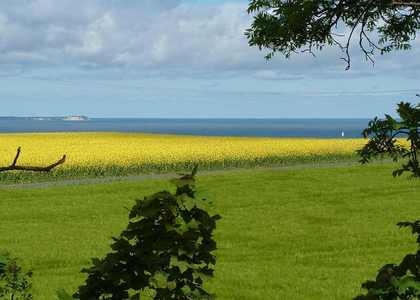  "a yellow rapeseed field in front of the sea" (this is very close to my università town, where I used