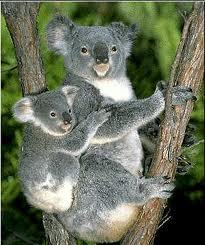  Save the Koalas!