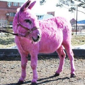  merah jambu Donkey.lol